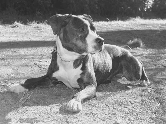 Американский стаффордширский терьер - _003.jpg