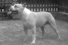 Американский стаффордширский терьер - _004.jpg