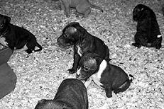 Американский стаффордширский терьер - _008.jpg