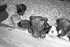 Американский стаффордширский терьер - _009.jpg