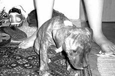 Американский стаффордширский терьер - _010.jpg