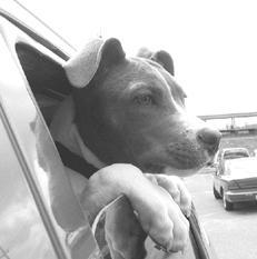 Американский стаффордширский терьер - _012.jpg