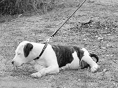 Американский стаффордширский терьер - _013.jpg