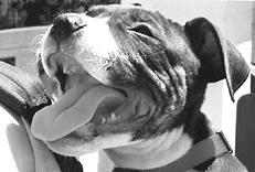 Американский стаффордширский терьер - _015.jpg