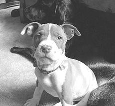 Американский стаффордширский терьер - _016.jpg