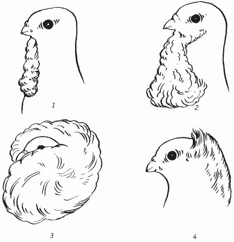 Голуби - i_008.png