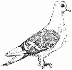 Голуби - i_012.png