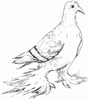 Голуби - i_014.png