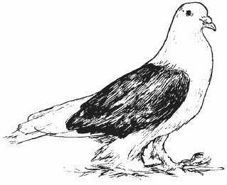 Голуби - i_015.png