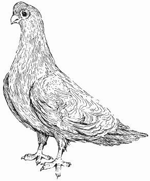 Голуби - i_017.png