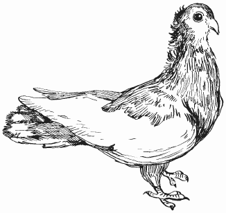 Голуби - i_018.png