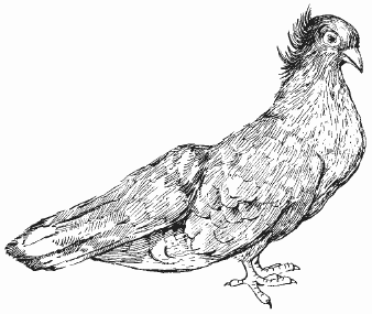 Голуби - i_022.png