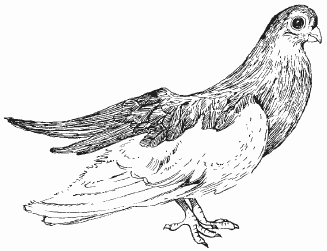 Голуби - i_023.png