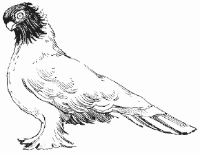 Голуби - i_024.png