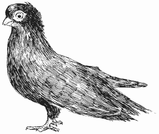 Голуби - i_025.png