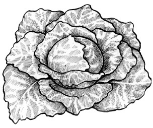 Квашеная капуста  - рецепты здоровья и красоты - i_001.jpg