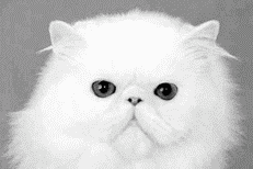 Персидские кошки - i_003.png