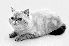 Персидские кошки - i_005.png