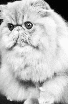 Персидские кошки - i_006.png