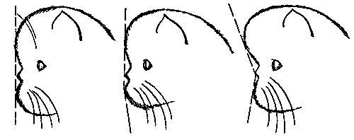 Персидские кошки - i_008.png