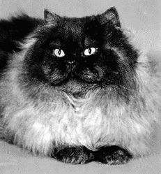 Персидские кошки - i_016.png
