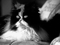 Персидские кошки - i_022.png