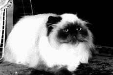 Персидские кошки - i_024.png