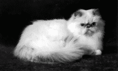 Персидские кошки - i_026.png