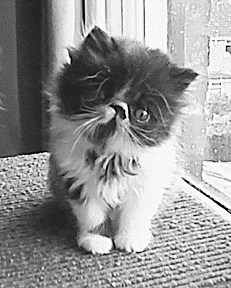 Персидские кошки - i_027.png