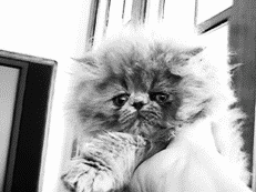 Персидские кошки - i_029.png