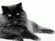 Персидские кошки - i_032.png