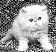 Персидские кошки - i_033.png