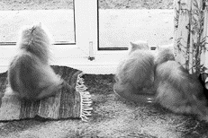 Персидские кошки - i_034.png