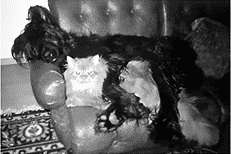 Персидские кошки - i_035.png