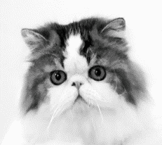 Персидские кошки - i_036.png