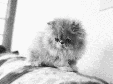 Персидские кошки - i_037.png