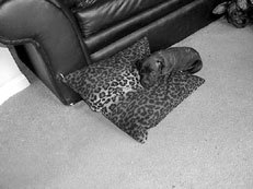 Питбультерьер - _2.jpg