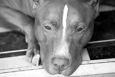 Питбультерьер - _008.jpg