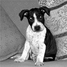 Питбультерьер - sobaka7.jpg