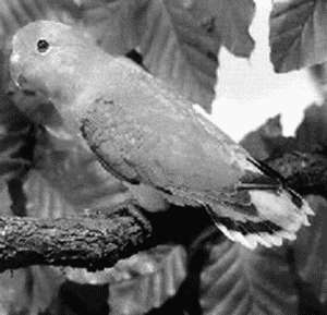 Попугаи-неразлучники - i_007.jpg