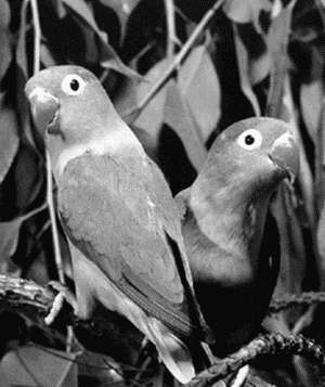 Попугаи-неразлучники - i_010.jpg