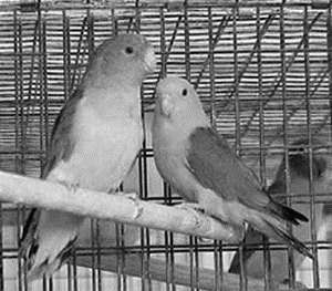 Попугаи-неразлучники - i_012.jpg