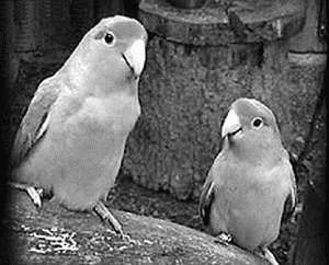 Попугаи-неразлучники - i_013.jpg