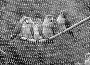 Попугаи-неразлучники - i_016.jpg