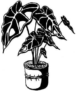 Энциклопедия комнатных растений - i_020.png