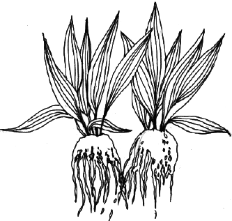 Энциклопедия комнатных растений - i_021.png