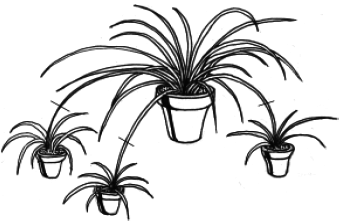 Энциклопедия комнатных растений - i_022.png