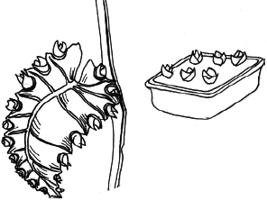 Энциклопедия комнатных растений - i_023.png