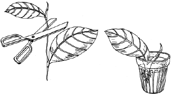 Энциклопедия комнатных растений - i_024.png