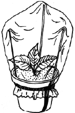 Энциклопедия комнатных растений - i_026.png